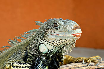 iguána, hüllő, állat, természet, vadvilág, gyík, fauna