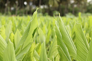 turmeric, leaves, plant, foliage, green, field, edible, organic, nature, closeup, love