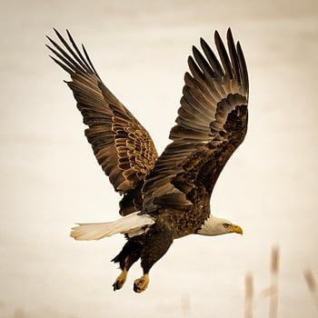 flying bald eagle, soaring eagle, wings fully extended, stunning capture, high in the sky, bald eagle in flight, eagle photography, wildlife photography, majestic eagle, eagle in motion, eagle wings spread