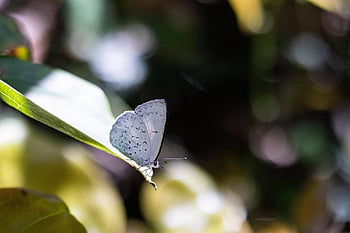 rostlina, list, motýl, křídla, Motýlí křídla, bílý motýl, okřídlený hmyz, lepidoptera, entomologie, fauna, hmyz