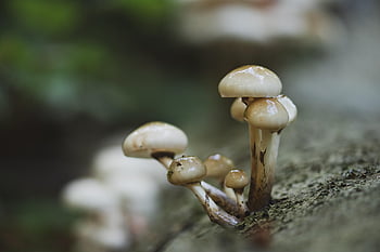 mushrooms, plants, toadstool, mycology, forest, wild, nature, fungi Species, close Up