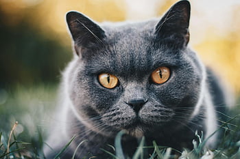brățară scurtă, pisica gri, ochi galbeni, în aer liber, selectiv, pisica adorabilă, Ochii izbitoare, fotografia de pisici, natura fundal, animale de companie, portret de animale
