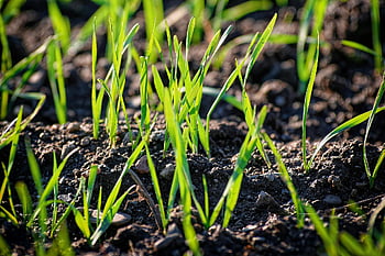 young, scion, plant, germinate, green, shining, spring, sunshine, nature, drove, growth