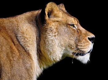 lev, lvice, Barbary Lion, savec, zvíře, dravec, divoký, divoká kočka, Kočkovitý, velká kočka, volně žijících živočichů