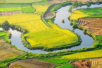 sawah, pertanian, musim emas, Musim Beras Matang, lang son, Vietnam, perjalanan, tujuan, pemandangan, Daerah Pegunungan, etnis tay