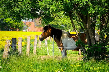 cavalo, natureza, Prado, panorama, Primavera, árvores caducifólias, Pomar, pasto