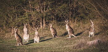 kanguru abu-abu timur, kanguru, berkantung, macropus giganteus, mamalia, macropod, margasatwa, binatang, herbivora, fauna, fotografi satwa liar
