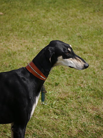 Saluki, agár, belföldi, állat, házi kedvenc, kutya, tépőfog, szőrme