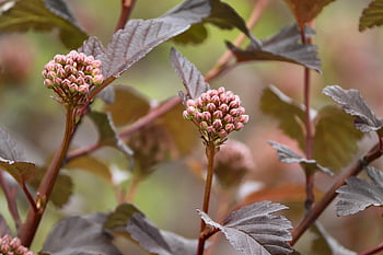 yellow Ninebark, bud, physocarpus, shrub, red, bush, ornamental Plant, leaves, garden, rotblättrig, garden Shrub