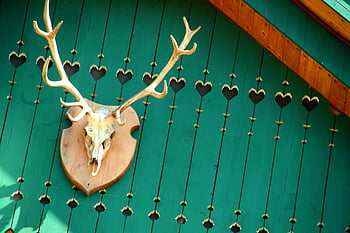 skull, horns, hunting, trophy, bone, animal, cowboy, wild, souvenir, head, deer