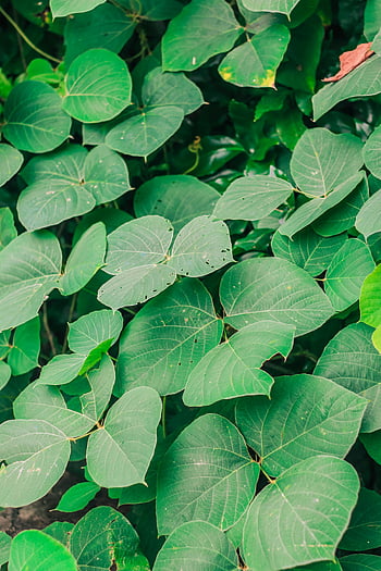 dichte begroeiing, tropisch gebladerte, groene bladeren, natuurthema's, mobiele achtergronden, verticaal schot, weelderig groen, natuurlijke achtergrond, bladplanten, dichte planten, tropische planten