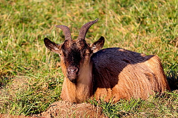 koza, domácí koza, kozí hlavy, hospodářského zvířete, domácí zvíře, hospodářský dvůr, přežvýkavec, volně žijících živočichů, savec, srst, tvář