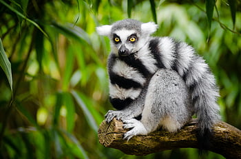 lemur berekor cincin, Hewan putih dan hitam, duduk di dahan, cabang pohon, hutan, merapatkan, margasatwa, alam, primata, Madagaskar, fotografi binatang
