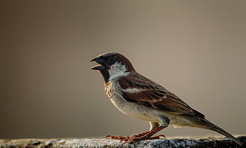 moineau de maison, moineau, oiseau, animal, plumes, plumage, le bec, la nature, faune, aviaire, ornithologie