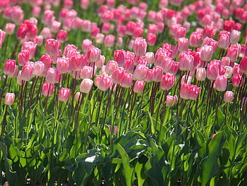 tulipány, Tulipán pole, růžový, Nizozemí, žárovka, Příroda, polder, květ, Holandsko