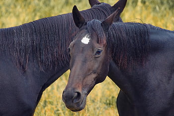 zvíře, kůň, savec, fauna, jízda na koni, kopytníků, Příroda, portrét, hříva, hlava koně