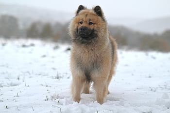 eurasier Olaf, dog, canine, natural, snow, cold