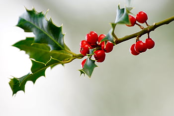 holly, fruit, christmas Holly, ilex, red, evergreen, winter, christmas, tree, shrub, red Berries