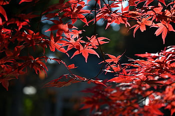 acero, autunno, le foglie, foglie d'acero, foglie d'autunno, fogliame autunnale, colori autunnali, stagione autunnale, foglie rosse, fogliame, natura