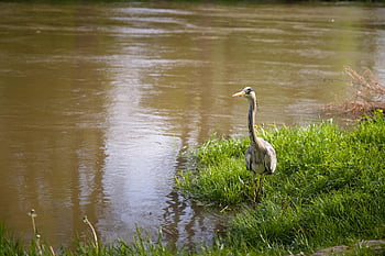 heron, grass, green, danube River, water, shadow, spring, sun, nature, germany