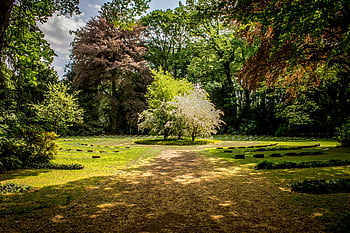 green leafed trees, forest, beautiful garden, lush greenery, blooming trees, sunny sky, outdoor scenery, natural landscape, serene environment, vibrant foliage, peaceful setting