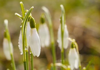 snowdrops, flowers, flower Wallpaper, dew Drops, flora, beautiful Flowers, flower Background, botany, spring, nature, green