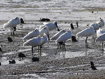 royal, spoonbill, mangawhai
