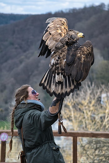 sokolnictwo, adler, raptor, dzikie zwierze, zwierzę, Natura, ptak drapieżny, pióra, skrzydełka, lot, sokolnik
