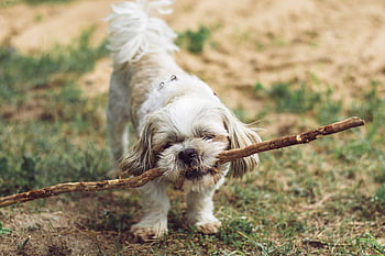 cucciolo, natura, all'aperto, cane, bastone, animale, mammifero, canino, animale domestico