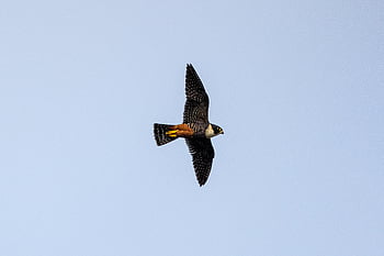 bird, flying, animal, feather, nature, wildlife, wing, flight, fly, isolated, blue