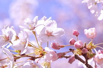 cherry Blossoms, cherry, spring, flowering, pink, nature, white, japan