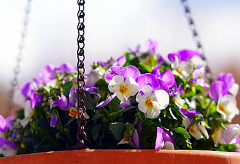 floare, viola, trei fraţi pătaţi, inflori, flori frumoase, floare tapet, fundal de floare, a inflori, petale, natură, floră