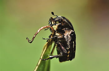 rose Beetle, beetle, insect, animal, entomology, leaf, nature, close Up