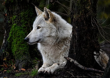 γκρι λύκος, φύση, ξύλο λύκος, λύκος, canis lupus, κυνικός, κυνηγός, θηρευτής, θηλαστικό ζώο, λευκός Λύκος, άγρια ​​ζωή