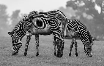 zebra, pruhy, savec, zvíře, safari, volně žijících živočichů, pruhovaný, divoký, kůň, mladý, divočina