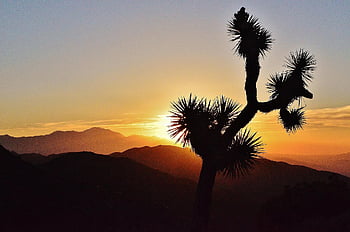 Joshua boom, Joshua Tree np, nationale parken, Californië, woestijn, westen, vakantie, natuur, reizen, toneel-, Verenigde Staten van Amerika