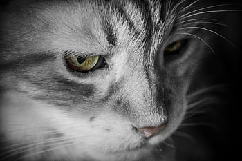 Silber Tabby-Katze, Makroaufnahme, detaillierter Ausdruck, weiches Fell, Katzenaugen, Nahansicht, Tierfotografie, Katzenporträt, Haustierfotografie, Schwarz und weiß, selektive Farbe