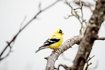 stehlík, pták, větev, posazený, americký goldfinch, zvíře, volně žijících živočichů, peří, Příroda, pozorování ptáků