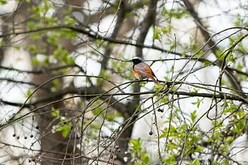bird, redstart, common Redstart, trees, nature, phoenicurus Phoenicurus, true Redstart