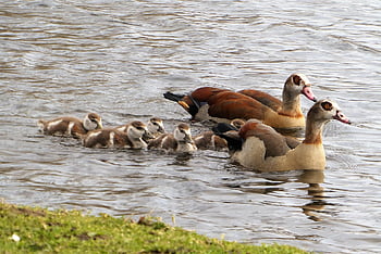 young Geese, egyptian Goose, waterfowl, down Feathers, cute, plumage, chicks, egyptian Geese, ditch, swimming, spring