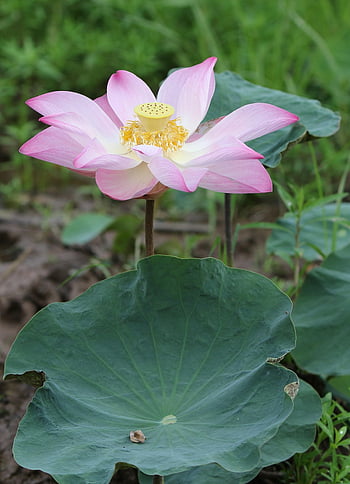 květiny, květinové pozadí, lotus, květ, okvětní lístky, botanika, růst, květinové tapety, krásné květiny, Příroda, sen hong