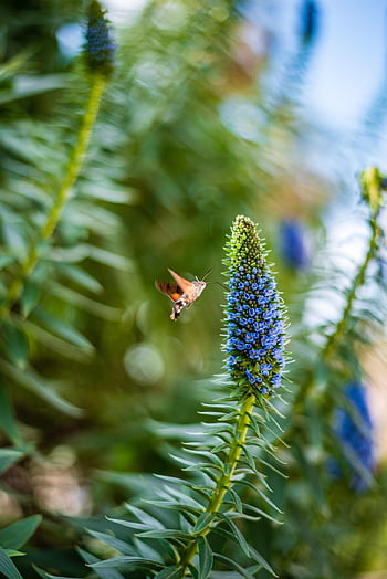 flowers, flower Background, spring, flower Wallpaper, beautiful Flowers, nature, plants, animals, nectar, garden, trees