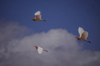 derek, crane terbang, burung-burung, penerbangan, langit, alam, margasatwa, camar, bulu, langit biru, sayap