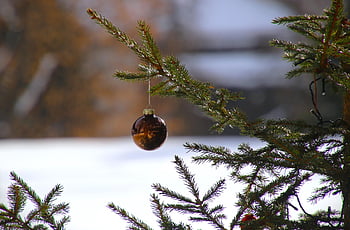 vánoční strom, smrk, Vánoce, sníh, vánoční ozdoba, Vánoční cetka, příchod, Adventní období, vánoční strom dekorace, Příroda, cetka