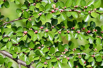 cotoneaster, medlar, evergreen Shrub, berry, leaves, ground Cover, bush, nature, mistletoe, branches, green