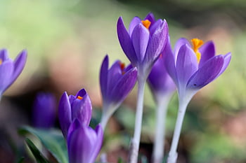 krokusy, krokus, brzy bloomer, kalichy, tyčinek, fialové květy, okvětní lístky, příznaky jara, krásné květiny