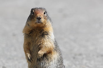ground Squirrel, gopher, cute, original Work, animal, rodent, nature, brown, furry, gray Work