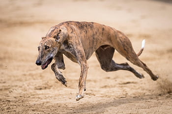 chrty, greyhound dostihy, dostihy psů, závodní dráha, běh, sportovní, Psí sport, lov králíků, Příroda, zvíře, Na lov