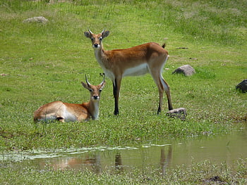 lechwes, antilopi, Africa, antilopi palustri, natura, mammiferi, palude brughiera antilopi, antilopi di palude, acqua, ritratti, lechwee