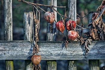 lampionblume, kwiaty, rośliny, płot, płot ogrodowy, Natura, drewniany płot, jesień, zimowy, piękne kwiaty, kwiatowa tapeta